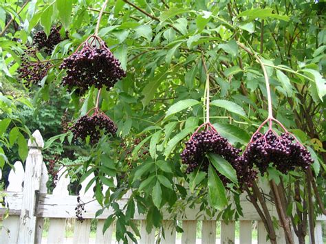 Boost Your Immune System With Elderberry Syrup Survival Before Its