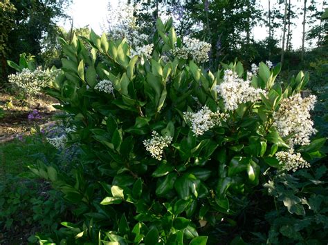 Japonicum, japanese or wax privet. japonicum-japanese-privet-wax-leaf-ligustrum-3 - La Tejana ...