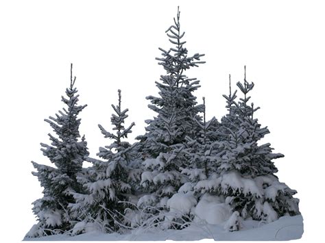 Wintery Spruces 2 Png Unrestricted Stock By Marialoikkii On Deviantart