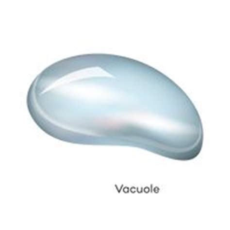 Also in a plant cell there is only one vacuole the large central vacuole. Paramecium Vector Image - 1870104 | StockUnlimited