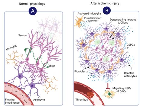 Astrocytes And Hepatic Stellate Cells Hscs Stars Of Tissue