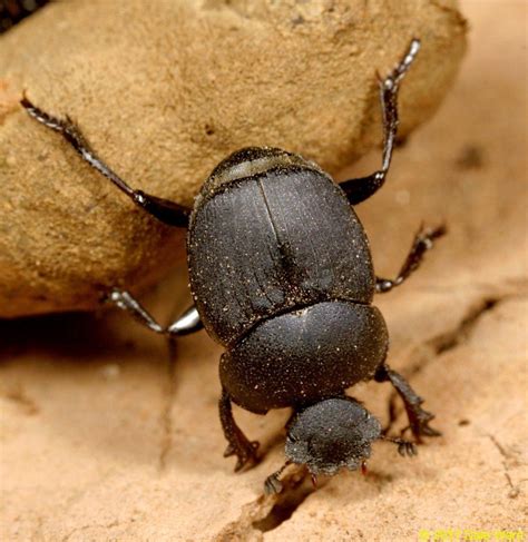 Arizona Dung Beetles A Good Life
