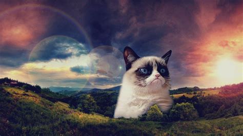 Grumpy Cat Wallpapers Top Free Grumpy Cat Backgrounds Wallpaperaccess