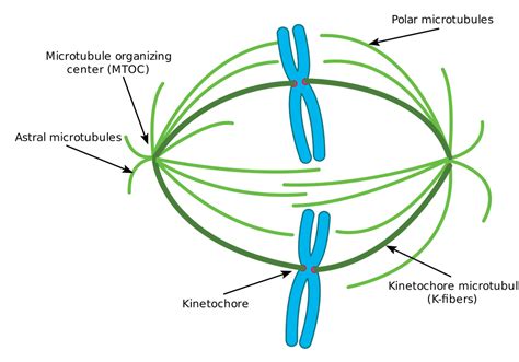 Please Give The Location Of The Following Centrosome And Spindle Fibres