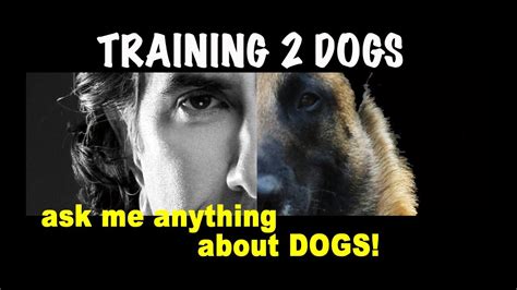 Training Two Dogs Together Robert Cabral Dog Training Video Youtube
