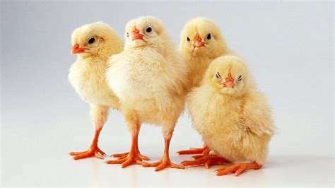 Chickens Wallpapers Wallpaper Cave