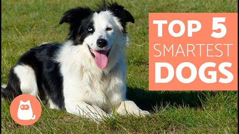 The Most Intelligent Dog Breeds In The World Everything You Need To