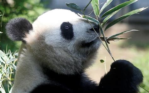 Giant Pandas No Longer Endangered In The Wild Says China In Win For