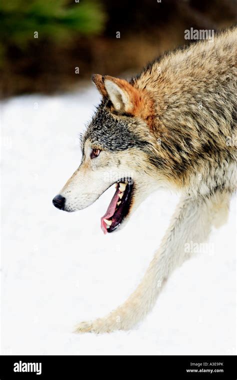 Wolf On The Prowl Stock Photo Alamy