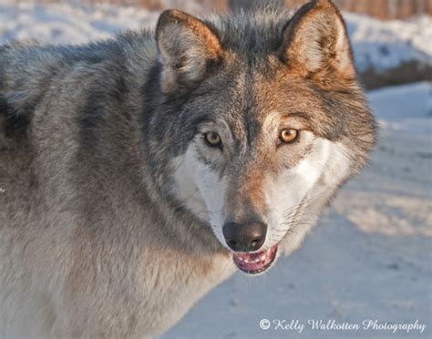 Grey Wolf Grey Wolf In Wasillia Alaska Kelly Walkotten Flickr