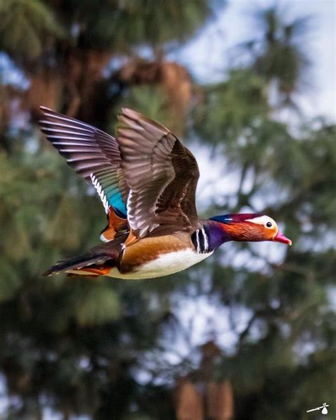 Itap Of A Mandarin Duck In Flight Itookapicture Mandarin Duck