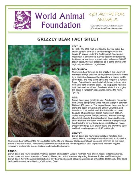 Grizzly Bear Fact Sheet World Animal Foundation