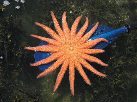 Sun Starfish With Seven Legs And Thousands Of Feet Flickr Photo