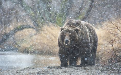 Wallpaper Snow Wildlife Grizzly Bear Brown Bear Kamchatka