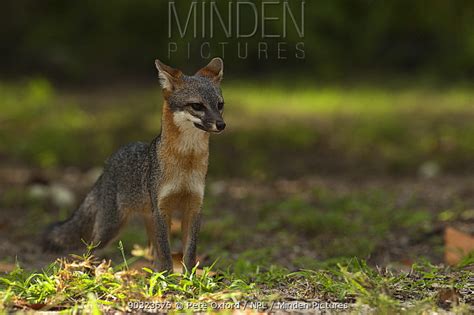 Common Gray Fox Stock Photo Minden Pictures