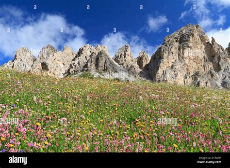 Wild Flowers Under Cir Dolomites Gardena Pass Italy Stock Photo Alamy