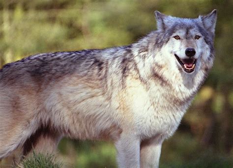 8th Wolf Pack Confirmed In Washington State Western Wildlife Outreach