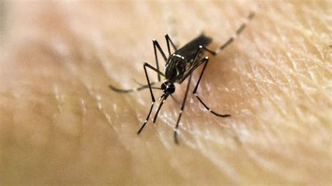 Eastern Equine Encephalitis Deadly Mosquito Borne Virus Detected In