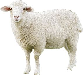 Collection Of Sheep And Wool PNG PlusPNG