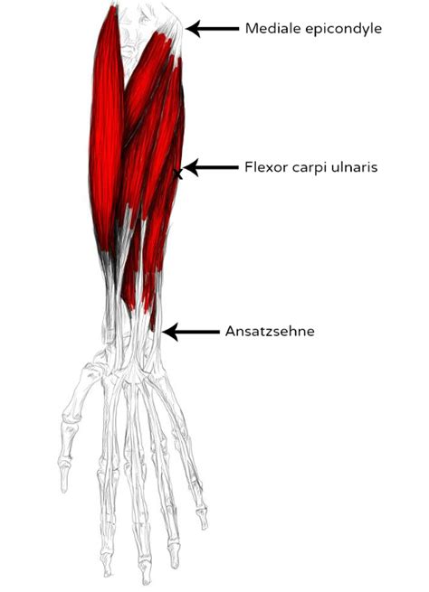 Músculo Flexor Cubital Del Carpo Dolores Y Puntos Gatillo