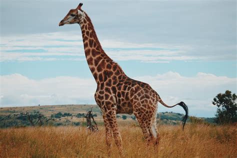 Wildlife Photography Of A Giraffe Photo Free Animal