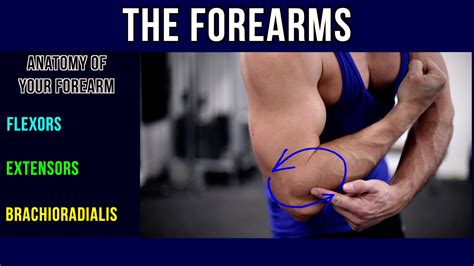 Forearms The Only Three Exercises You Need For Growth Muscular Strength