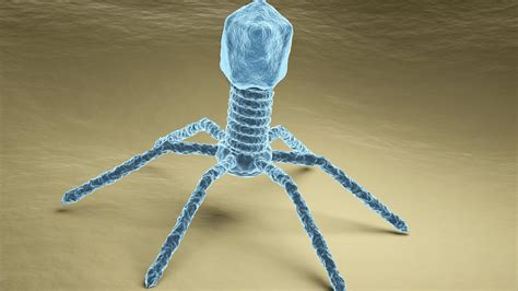 Des Virus Espionnent Des Bactéries Pour Savoir Quand Passer à Lattaque