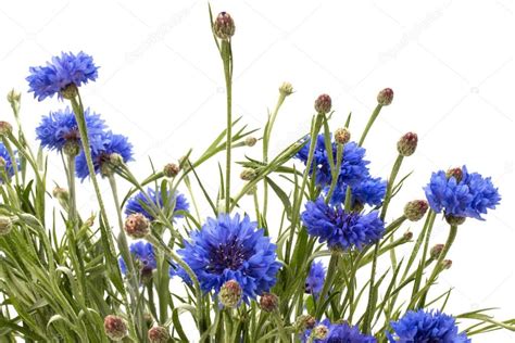 Blue Cornflower Herb Flower Bouquet — Stock Photo © Natika 129816168