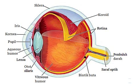 Maybe you would like to learn more about one of these? Tugas (IPA) Bagian-Bagian Mata Manusia - gengindo me