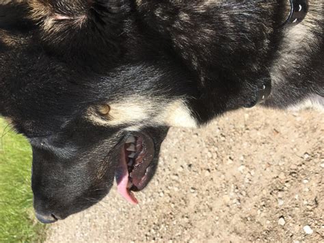 Greenishbrownish Bump On Dogs Face German Shepherds Forum