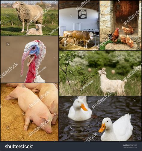Collage Different Domestic Animals On Farm Stock Photo 236473327