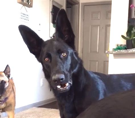 Recklessly Black German Shepherd Video Funny