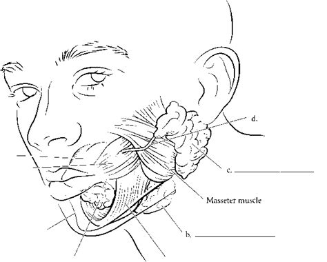 Salivary Glands Spinal Cord Rr School Of Nursing