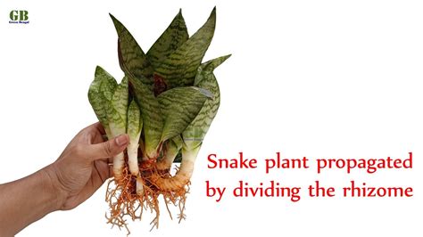 I've been very diligent about not doing that. Snake plant propagated by cuttings or by dividing the ...