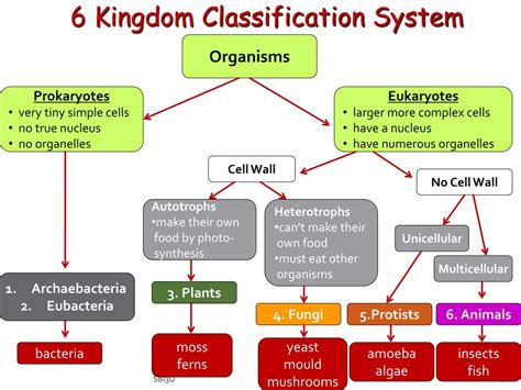 Ppt 6 Kingdom Classification System Powerpoint Presentation Free