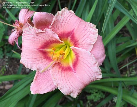 Plantfiles Pictures Daylily Rosy Returns Hemerocallis By