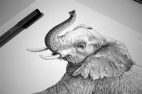 Wildaid — Olivia Knapp In 2020 Elephant Drawing Sketches Drawings