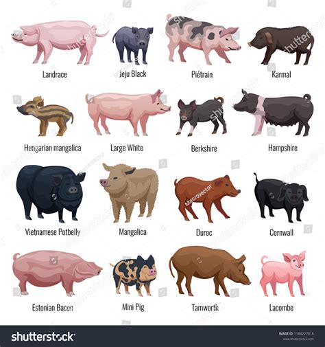 Different Types Of Pigs