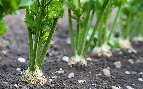 So, in cactus like any other plant it makes food in their stem as it contains chlorophyll and photosynthesis takes place through the stem. Root of the problem: how to grow root vegetables - Telegraph