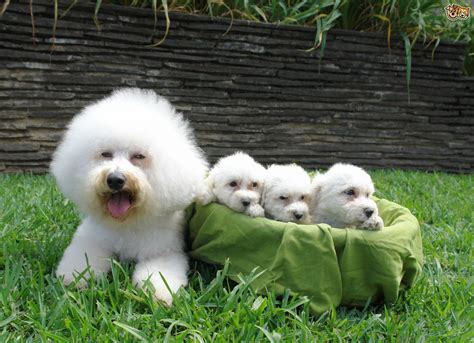 Bichon Frise Dog Breed Facts Highlights And Buying Advice
