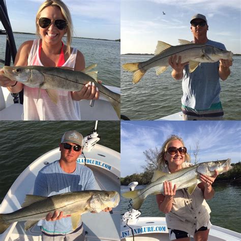 Tampa Bay Inshore Snook Fishing Fishing Charters St Pete Beach