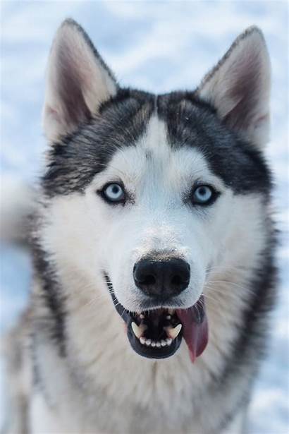 Husky Siberian Siberiano Perros Emotional Support Dog