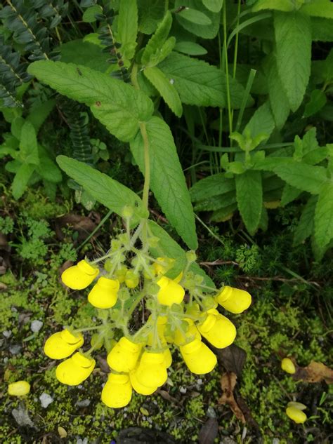 00763 Calceolaria Crenata Zapatitos Nombre Científico Ca Flickr