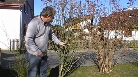 Der buschige wuchs und die dichtstehenden blüten verleihen rosa 'veilchenblau' einen himmlischen charme. Wie schneide ich einen Gartenhibiskus - YouTube