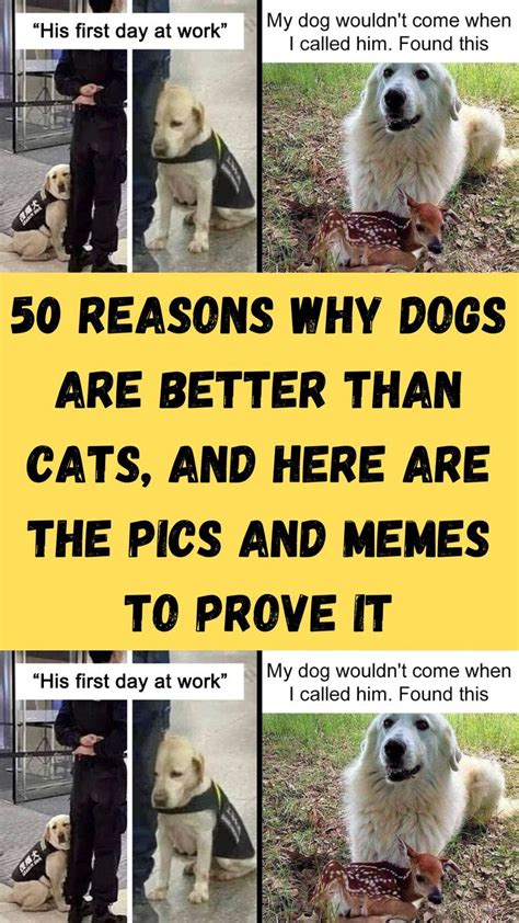 50 Reasons Why Dogs Are Better Than Cats And Here Are The Pics And