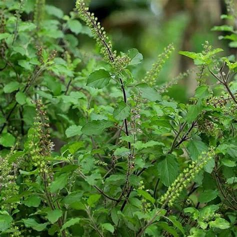 Tulsi Plant Bloom Hub Plants Flowers Cakes And More