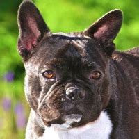 Some have special health or temperament needs, some are elderly, and a few. Donate to French Bulldog Rescue ― DONATIONS
