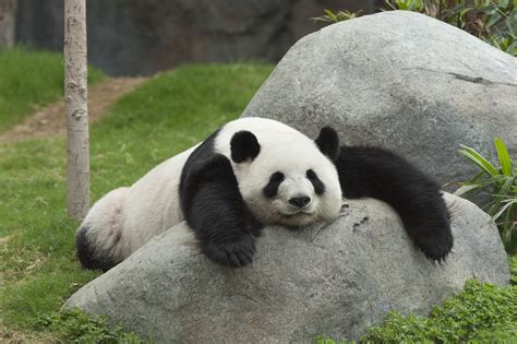 All It Took For These Zoo Pandas To Mate Was For Humans To Go Away