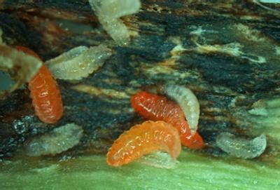 The ultimate fix is not to over water plants. Gall Midge Larvae in Soybean Stems