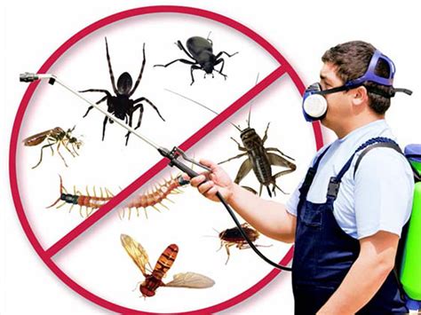 What Is Pest What Are The Categories Of Pests Best Pest Control And